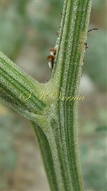  Stem